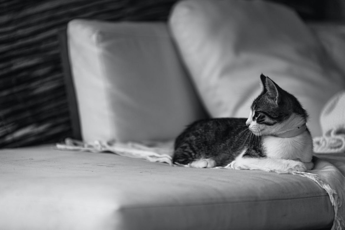 evcil hayvan egitimi kedilerde kotu aliskanliklari duzeltme yollari